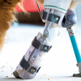 How Prosthetic Devices Helped These Animals | BioAdvance Prosthetic ...