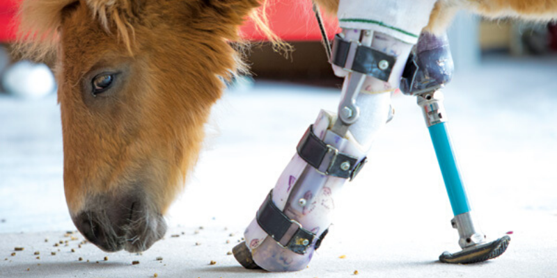 How Prosthetic Devices Helped These Animals
